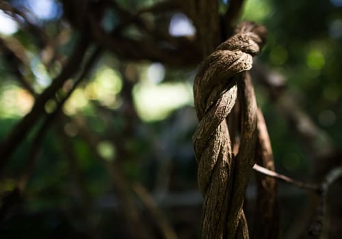 Liana,Ayahuasca,Growing,In,The,Jungle,,Close-up.,Sun,Rays,On