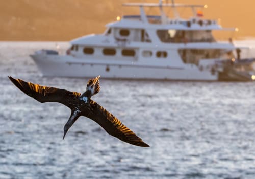 A,Blue,Footed,Booby,Dives,Towards,The,Ocean,In,Front