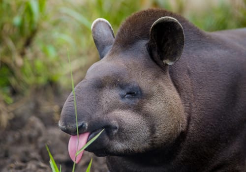 Closeup,Beautiful,Brown,Tapir,,Biggest,Mammal,Of,The,Amazon,Rainforest.