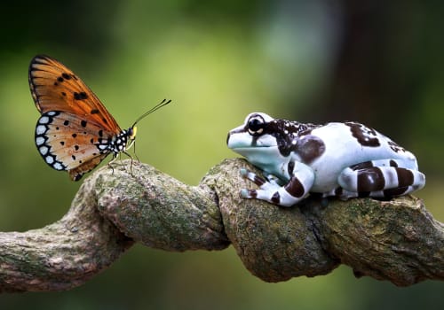 Amazon,Milk,Frog,On,Branch,,Two,Amazon,Milk,Frog,,Panda