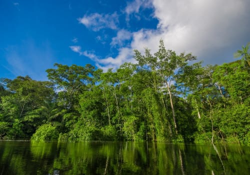 Dense Vegetation On Cuyabeno River