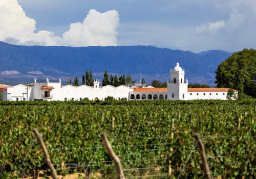 Vineyards in Mendoza, Argentina