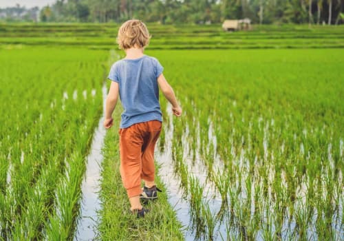 Boy walking through the rice field