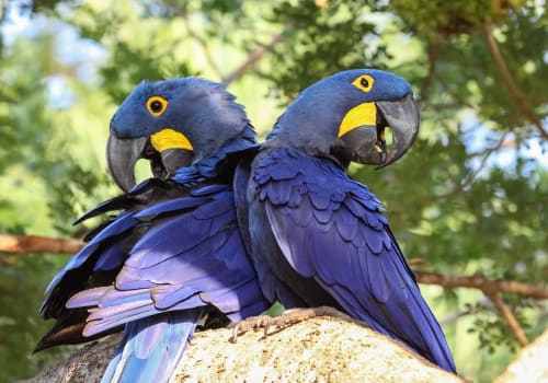 Pair Of Hyacinth Macaws Perching Together On A Branch