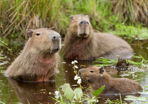 Capybara Family, Pantanal - Brazil