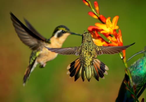 A close-up shot of three hummingbirds near a bright orange flower with a vibrant green background.
