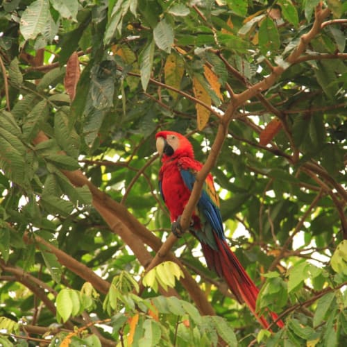 Hyacinth Macaw