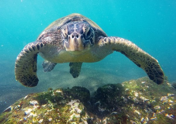 Sea turtle underwater