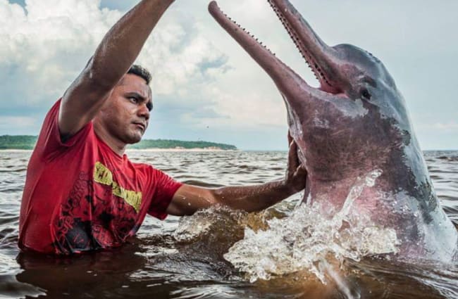 pink river dolphin breaching