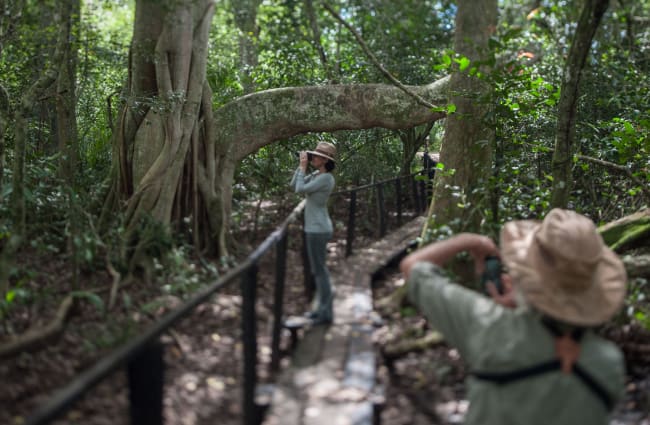 Walkways in the forest