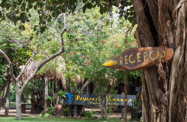 Tree with a sign