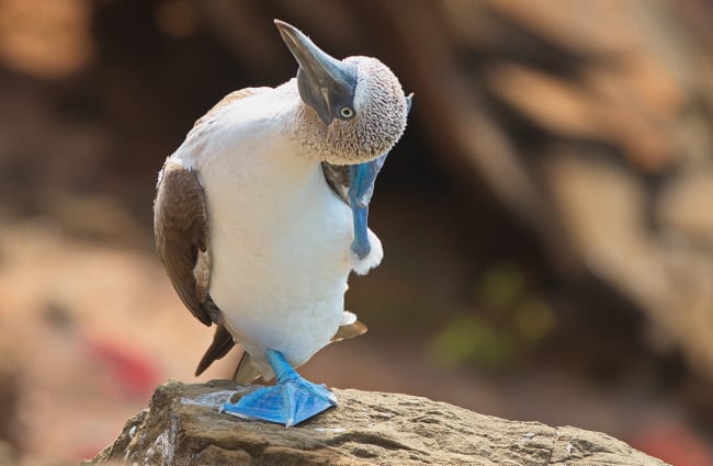 Blue Footed Booby