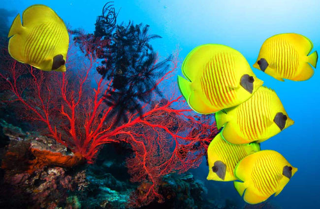 Yellow fish and red coral