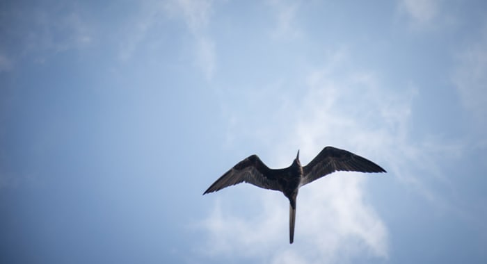 galapagos cruise options