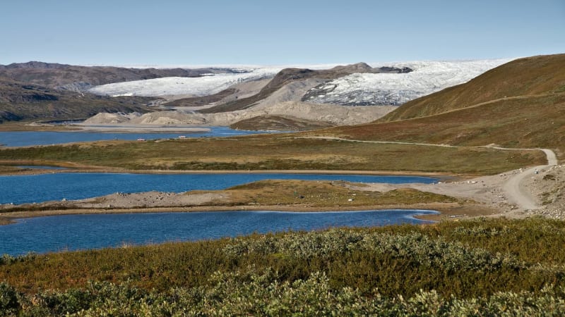 A Guide To Arctic Plants: Surviving & Thriving In The Tundra