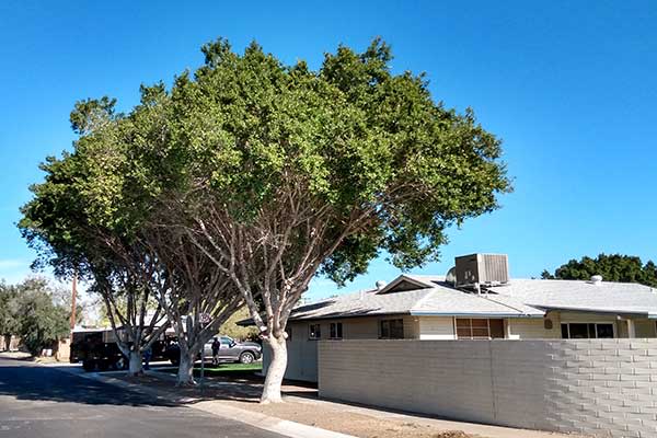 Residential Tree Services