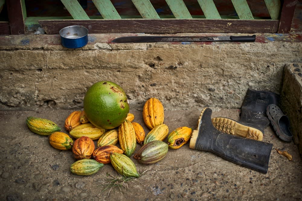 Cacao y totumo