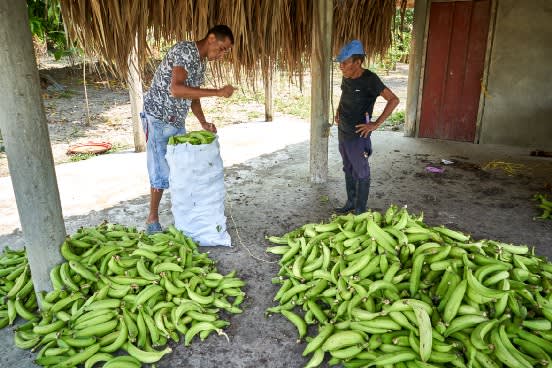 Comerciantes preparando bultos de plátanos