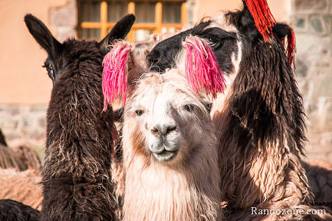 Ausangate Trek Etape 3 : Machuraccay - Anantapata / Photo 2463