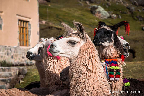 Ausangate Trek Etape 3 : Machuraccay - Anantapata / Photo 2518