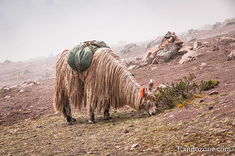 Ausangate Trek Etape 3 : Machuraccay - Anantapata / Photo 2663