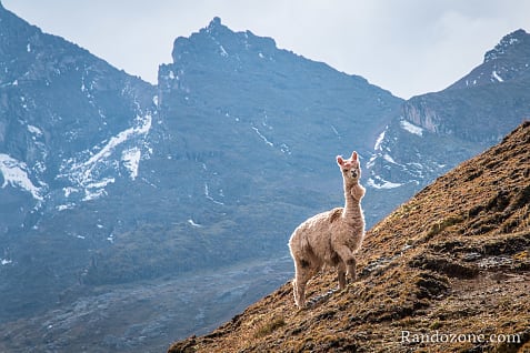 Ausangate Trek Etape 3 : Machuraccay - Anantapata / Photo 2902