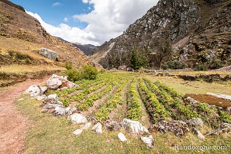 Ausangate Trek Etape 5 : Derni�re �tape du trek / Photo _MG_3838