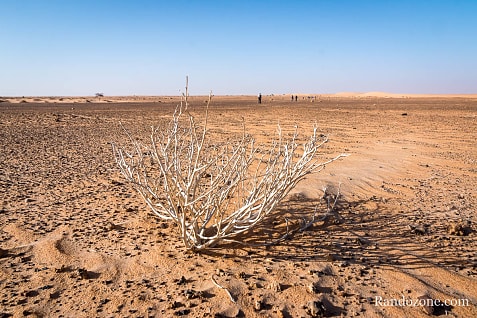 Trekking en Mauritanie : marcher dans le désert / Photo _MG_5397