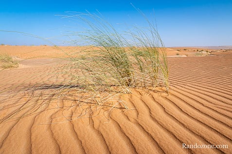 Trekking en Mauritanie : marcher dans le désert / Photo _MG_5428