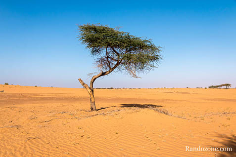 Trekking en Mauritanie : marcher dans le désert / Photo _MG_5556