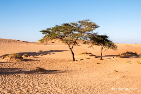 Trekking en Mauritanie : entre Ouadane et Chinguetti / Photo _MG_5052
