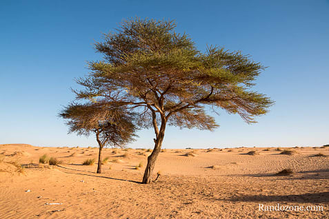 Trekking en Mauritanie : entre Ouadane et Chinguetti / Photo _MG_5069