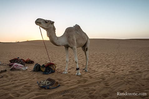 Trekking en Mauritanie : marcher dans le désert / Photo _MG_5208