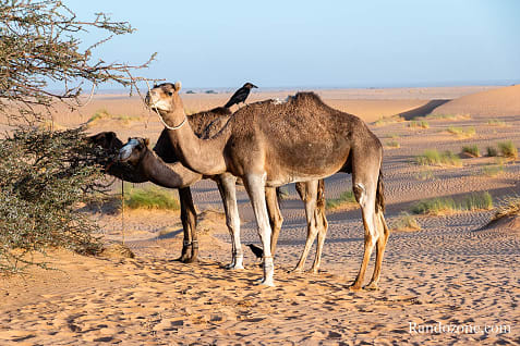 Trekking en Mauritanie : marcher dans le désert / Photo _MG_5251