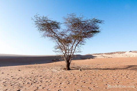 Trekking en Mauritanie : marcher dans le désert / Photo _MG_5325