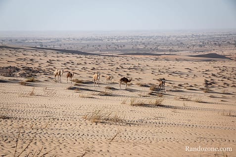 Trekking en Mauritanie : marcher dans le désert / Photo _MG_5365