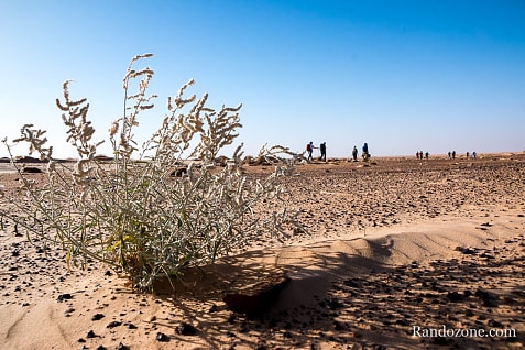 Trekking en Mauritanie : marcher dans le désert / Photo _MG_5378