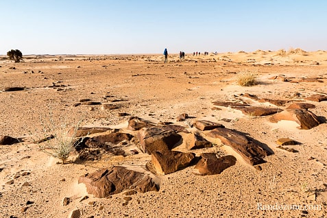 Trekking en Mauritanie : marcher dans le désert / Photo _MG_5381
