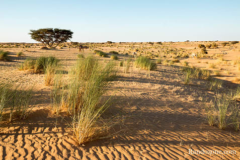 Randonne itinrante dans le dsert de Mauritanie : les derniers jours / Photo _MG_6398