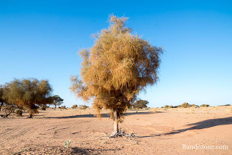 Randonne itinrante dans le dsert de Mauritanie : les derniers jours / Photo _MG_6400