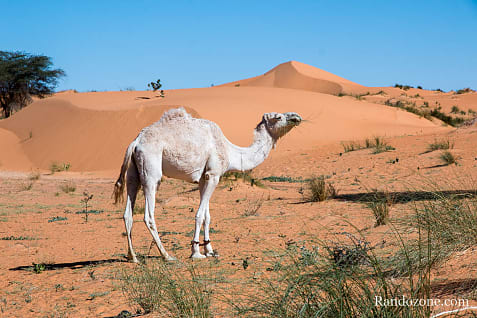 Randonne itinrante dans le dsert de Mauritanie : les derniers jours / Photo _MG_6571