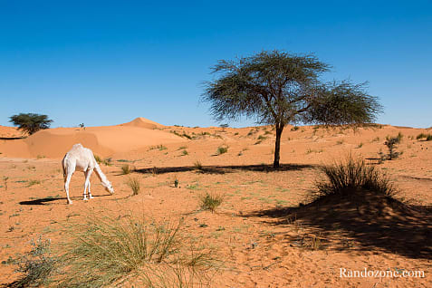 Randonne itinrante dans le dsert de Mauritanie : les derniers jours / Photo _MG_6573