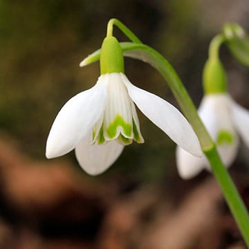 Perce neige