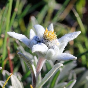 Edelweiss