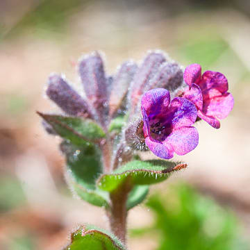 Pulmonaire à feuilles lancéolées