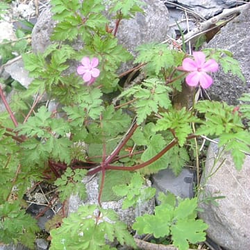 Géranium Herbe à Robert