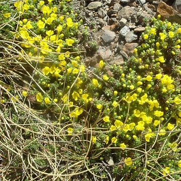 Androsace de vitaliano