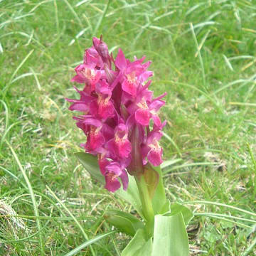Orchis sureau