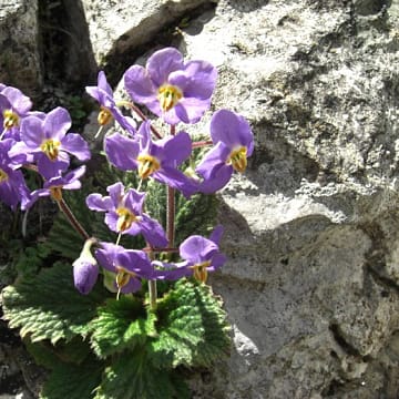 Ramonde des Pyrénées