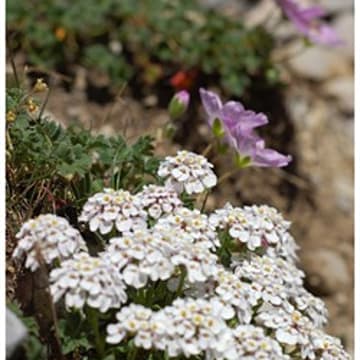 Iberis de Tenore